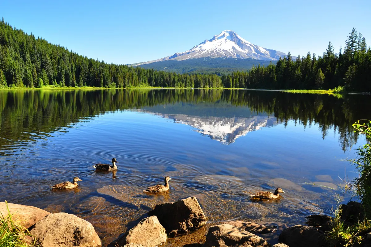 An expansive view of a serene mountain, a reflective lake with ducks, and surrounding trees. The scene captures the beauty of local wildlife and the peacefulness of the natural environment, echoing the spirit of exploration and adventure.